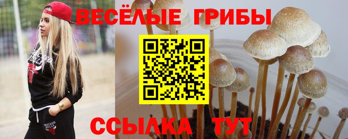 Псилоцибиновые грибы Cubensis Фурманов